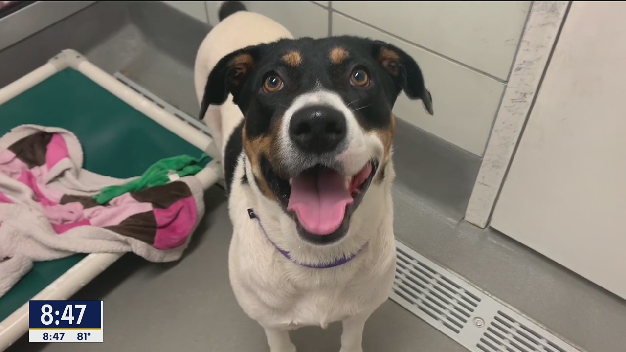 Dog of the Day: Dice