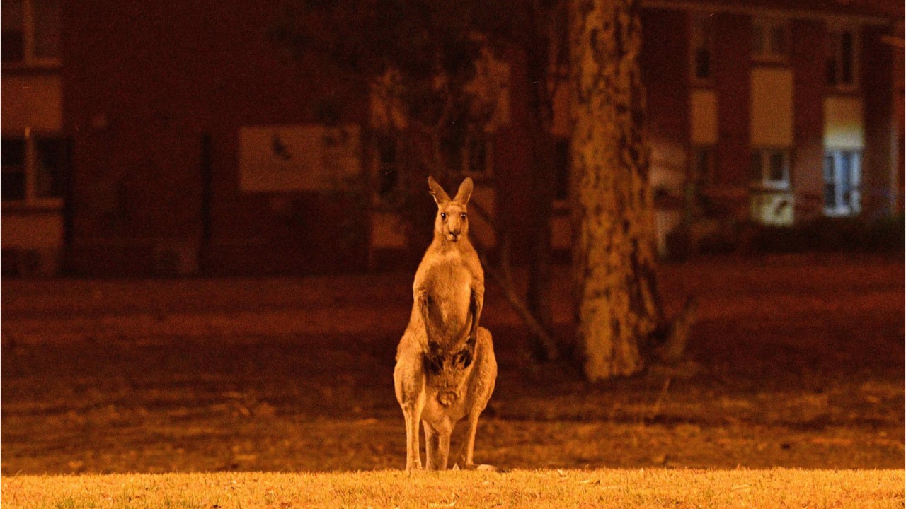 Nearly 500M animals feared dead in Australia fires