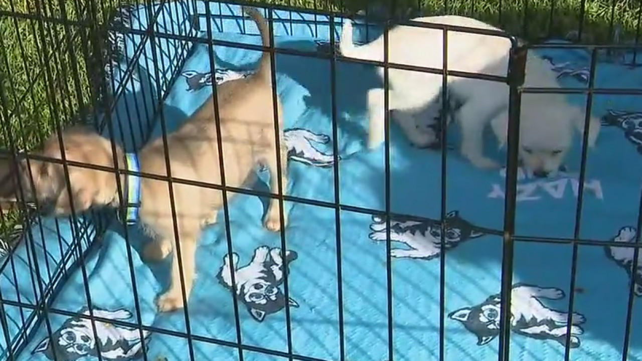 Adoptable dogs deliver beer
