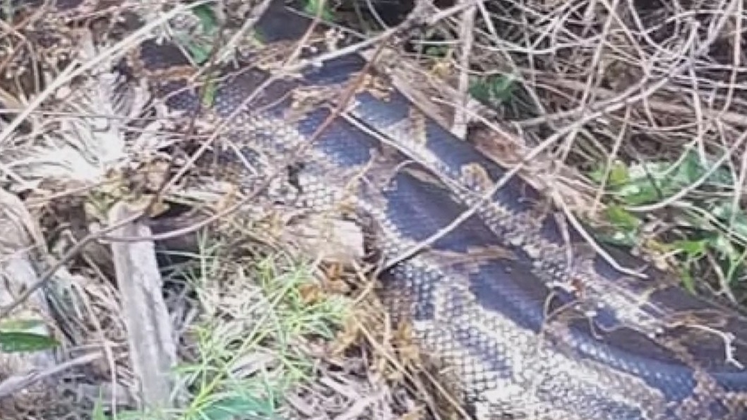 Hardee County man talks about big python catch