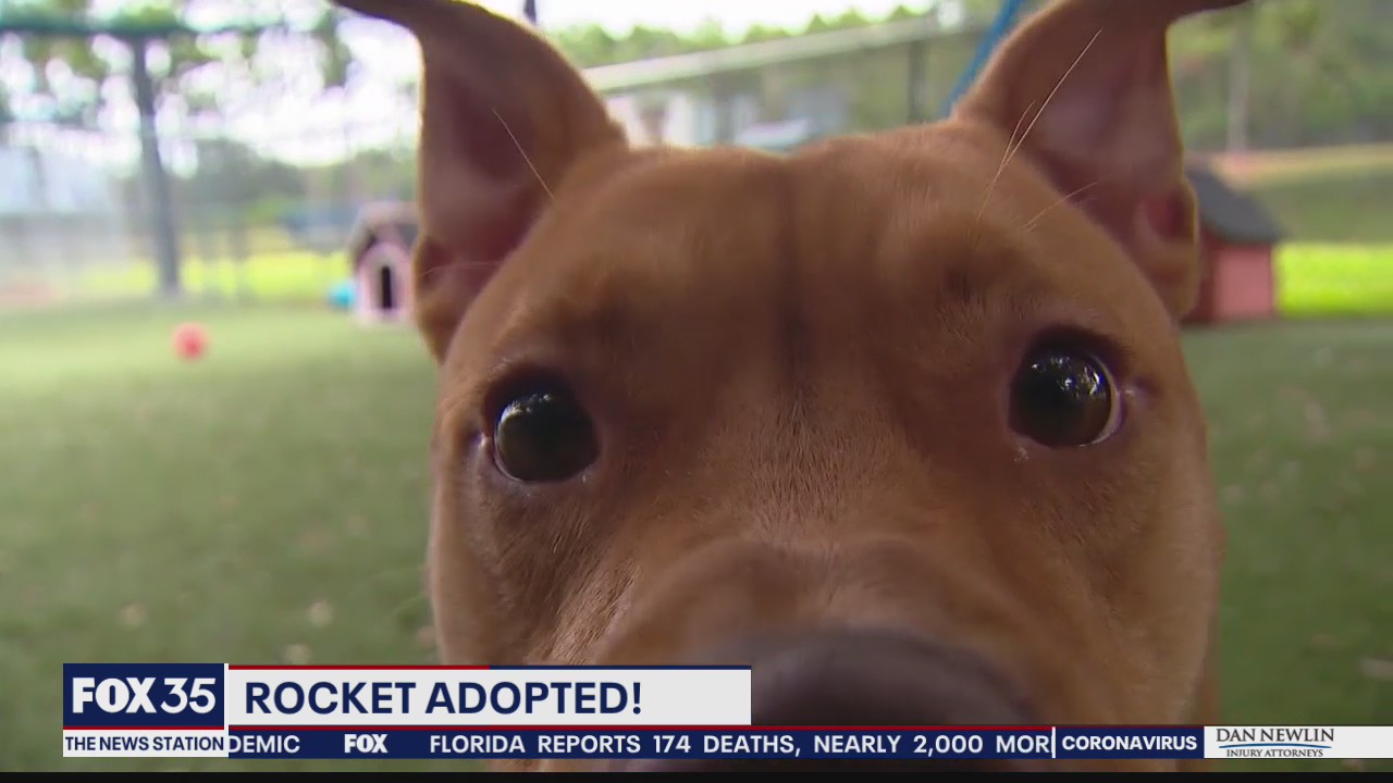 Dog adopted after living in animal shelter for more than 200 days