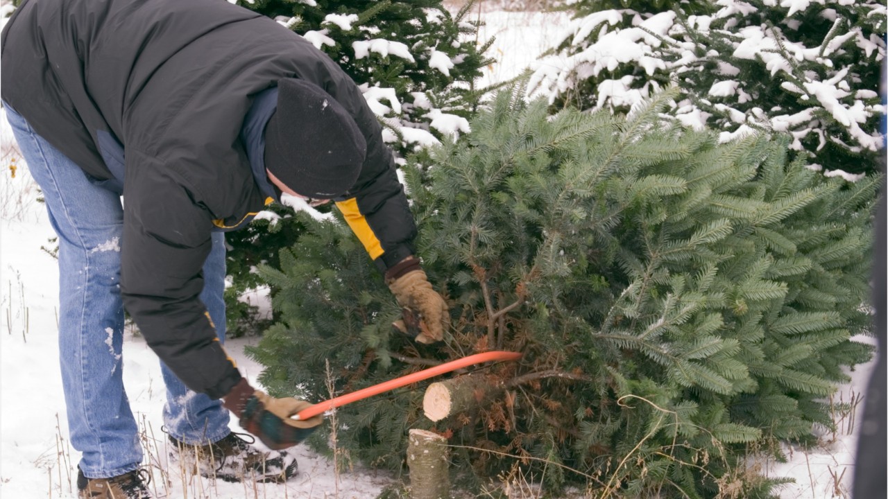 Potential Christmas tree shortage could hit your wallet this holiday season