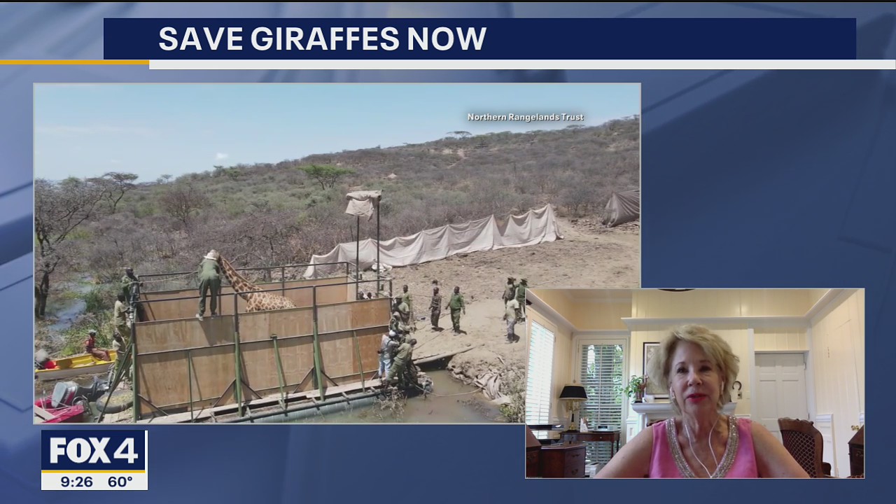 9 stranded giraffes rescued from island in Kenya