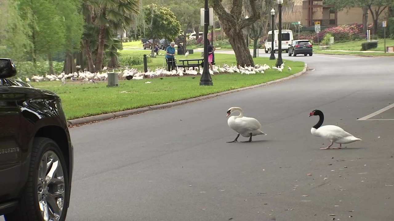 Watch out for mating swans around Lake Morton