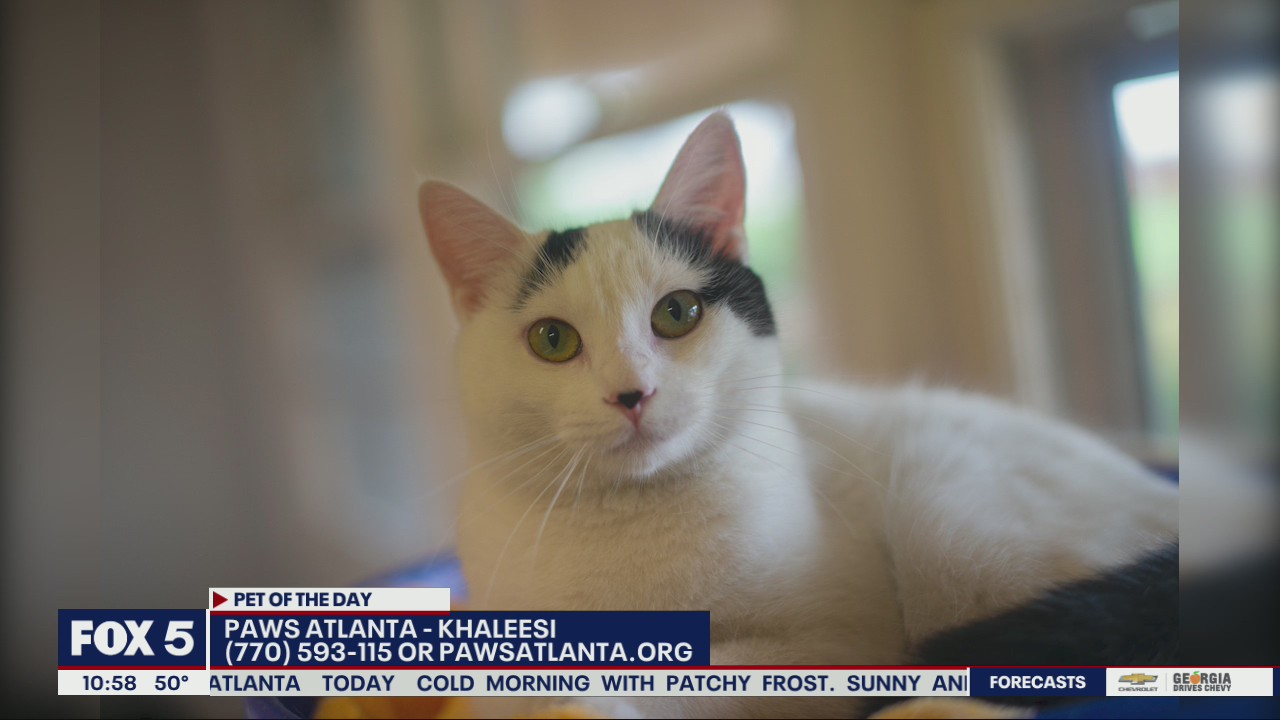 Pet of the Day from PAWS Atlanta