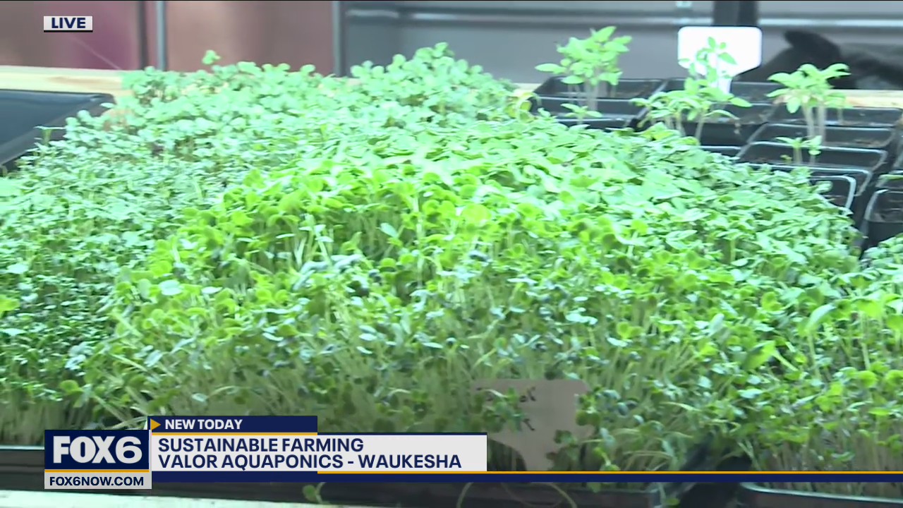 No matter what the temperature is outside, Valor Aquaponics is all about growing one hundred percent organic, non-GMO vegetable and fish inside