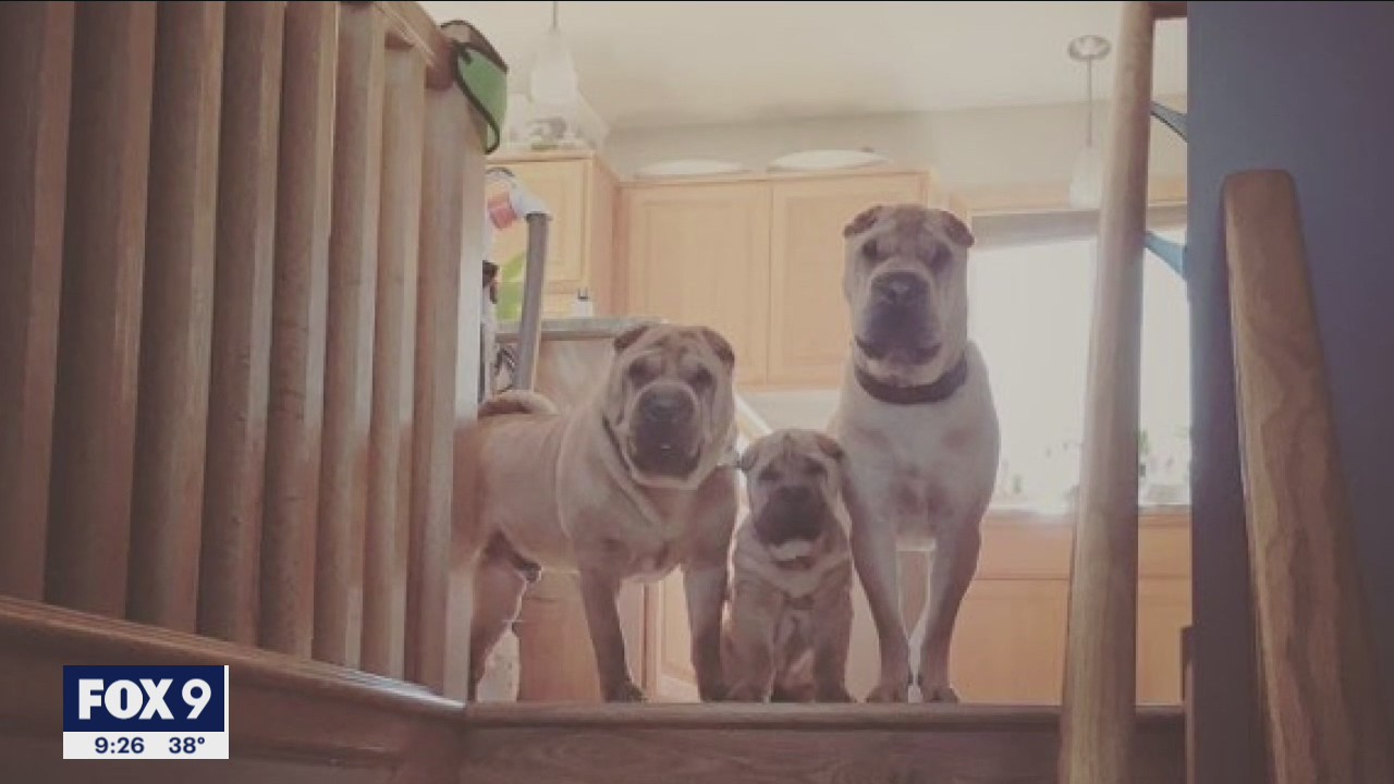 Veterinarian suspects 2 family dogs died from an intentional poisoning in Blaine, Minn.