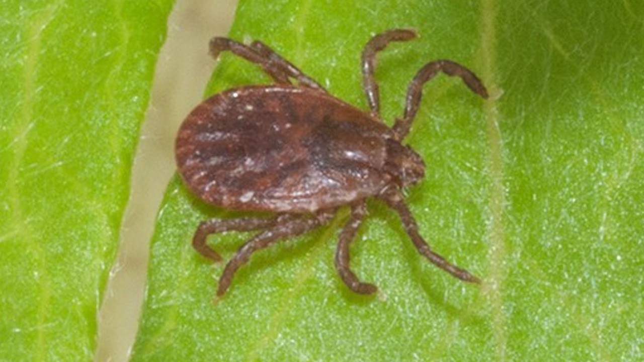 ‘Clone tick’ that can reproduce on its own has drained blood from livestock, threatens humans