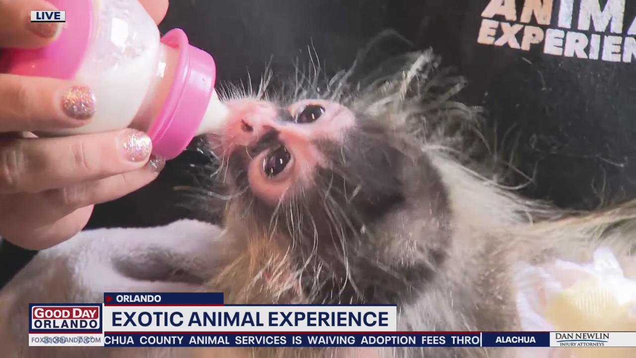 Exotic Animal Experience in Orlando