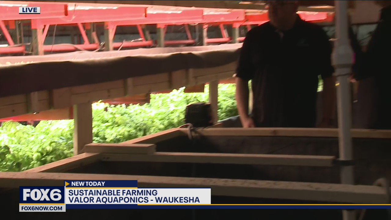Through sustainable farming, Valor Aquaponics provides fresh, 100% organic vegetables grown locally from their farm to your table