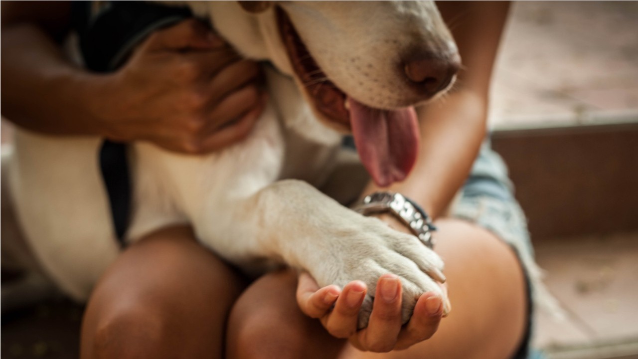 House passes bill to make animal cruelty federal felony