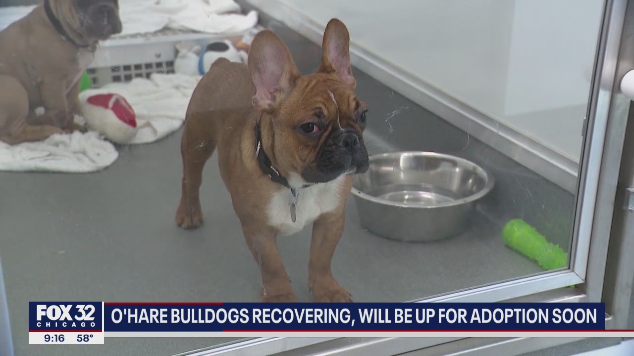 French Bulldog puppies rescued from O'Hare warehouse looking for their forever homes