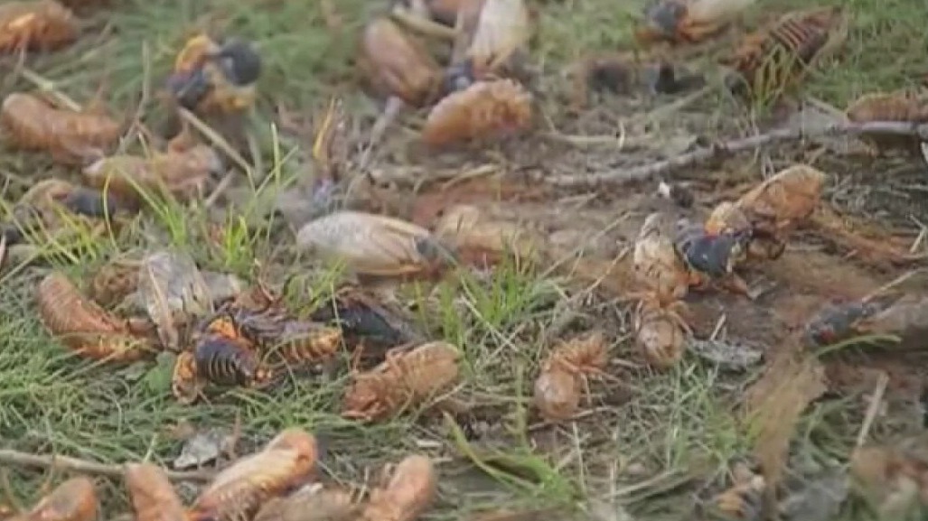 Cicadas are coming