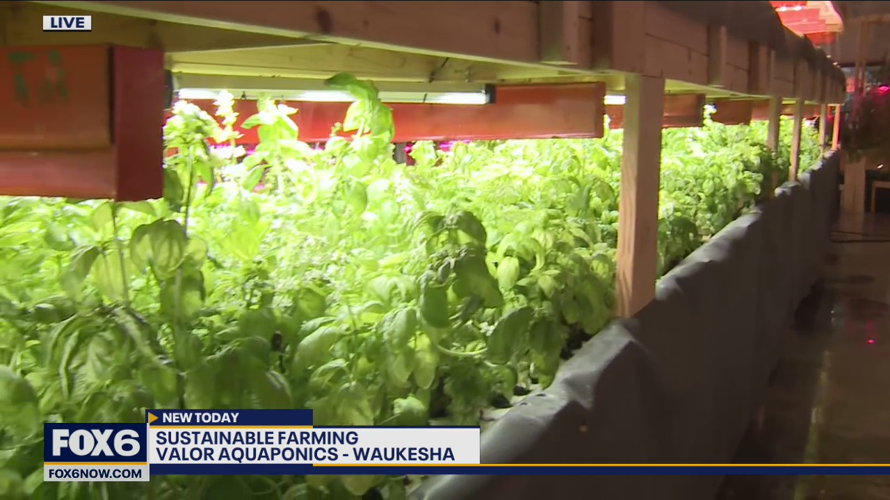 No matter what the temperature is outside, Valor Aquaponics is all about growing one hundred percent organic, non-GMO vegetable and fish inside