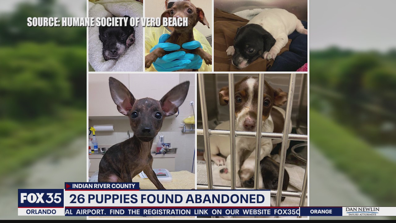 Reward offered for information in case of 26 abandoned puppies, dogs
