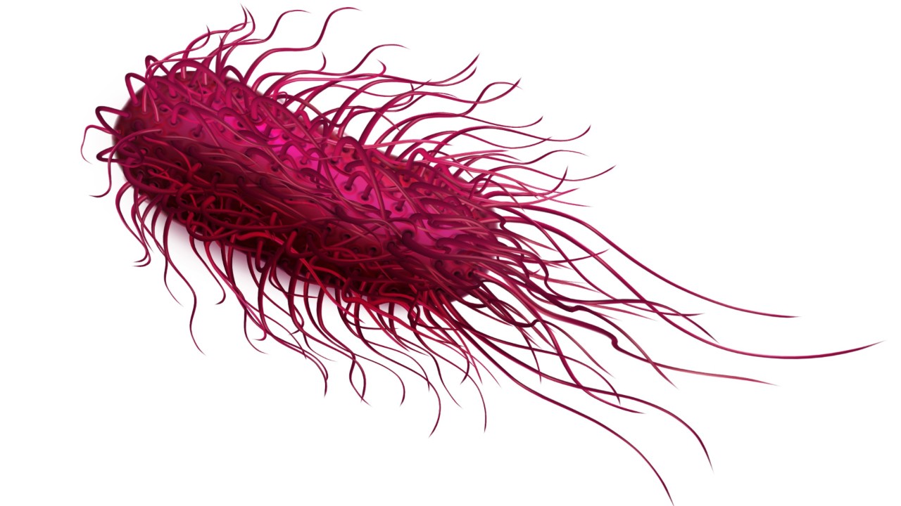 What is salmonella infection?
