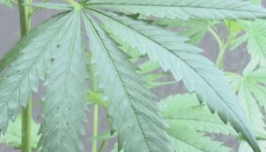 Milwaukee County's push for marijuana legalization