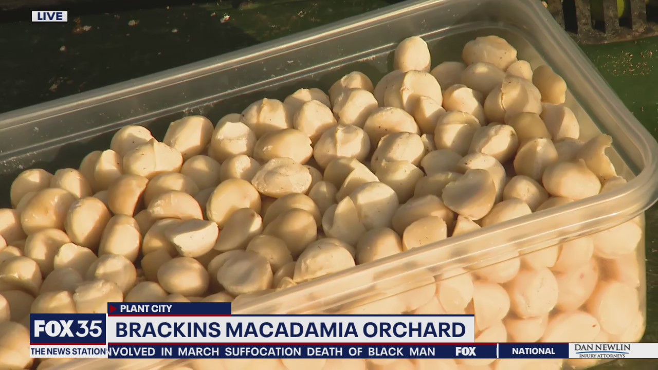 David Does It: Brackins Macadamia Orchard