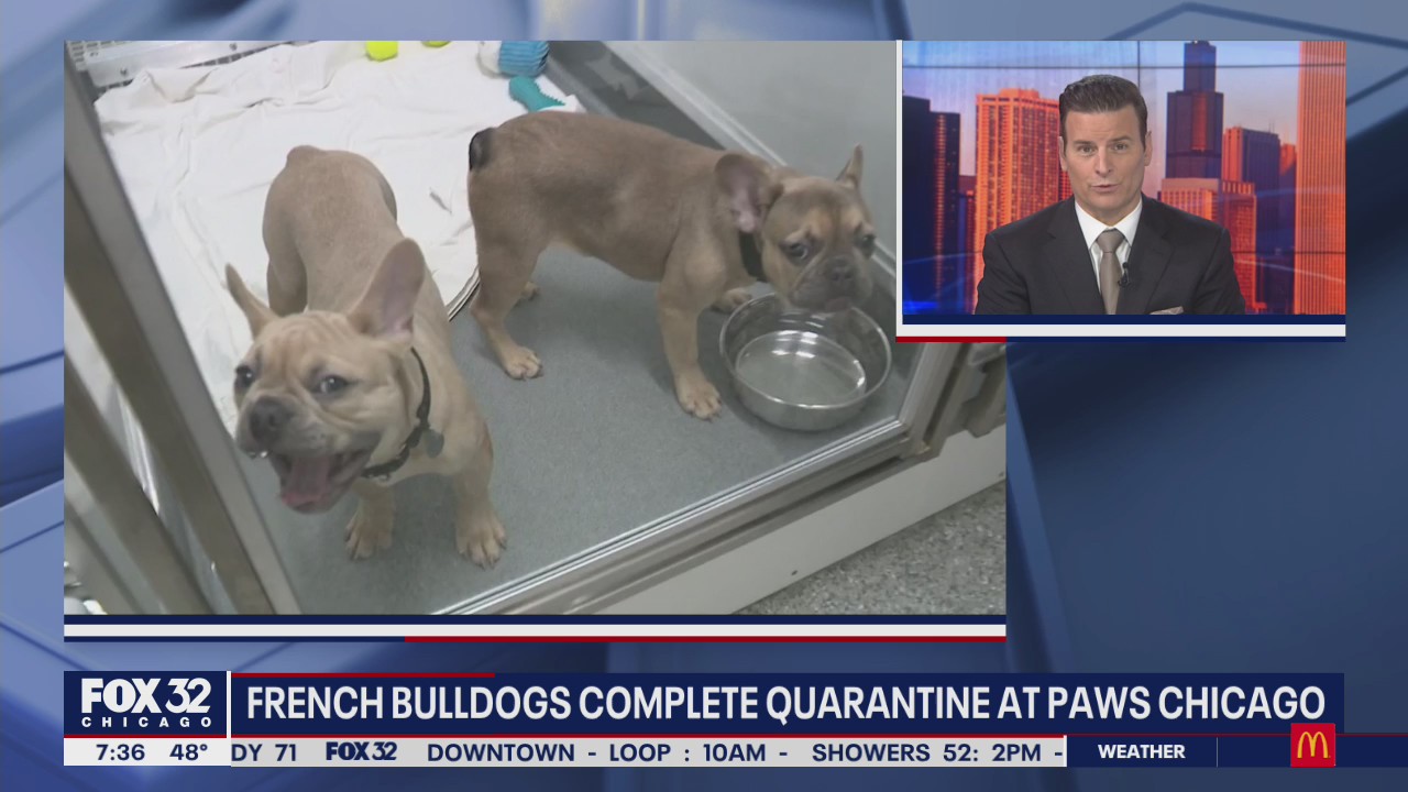 French bulldogs complete quarantine at PAWS Chicago