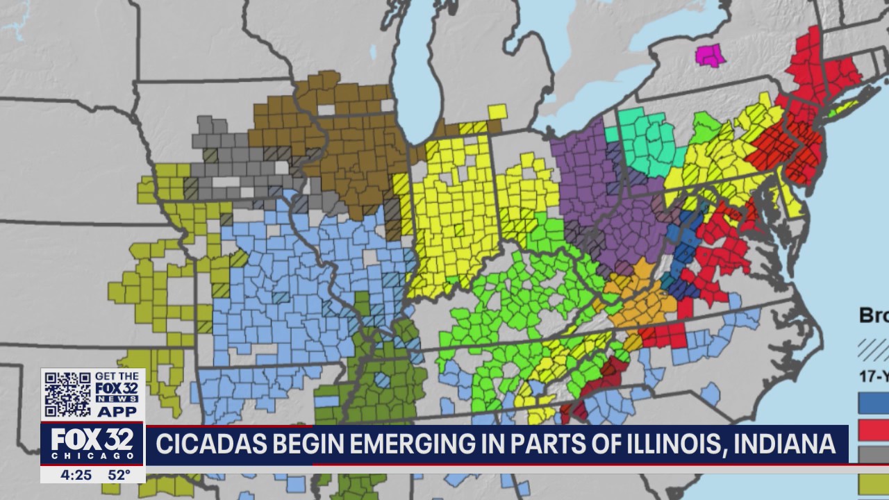 17-year cicada swarm to begin soon in Illinois, Indiana