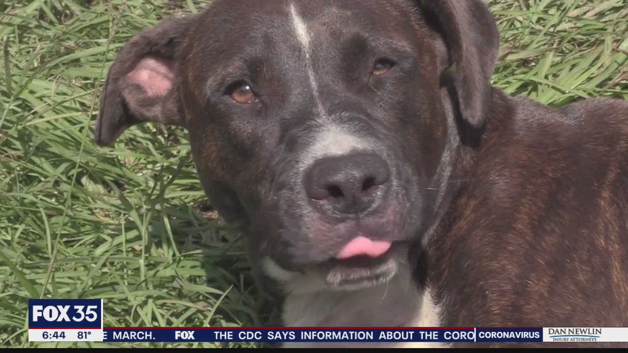 Dog gets lifesaving surgery