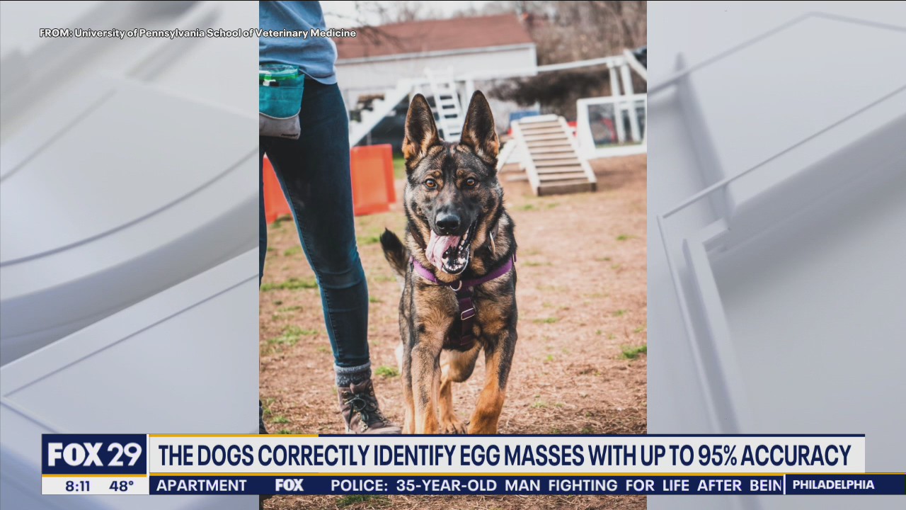 UPenn researchers training dogs to stamp out pesky problem