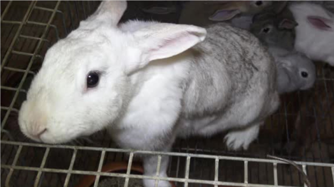 Rabbits are facing their own deadly viral outbreak
