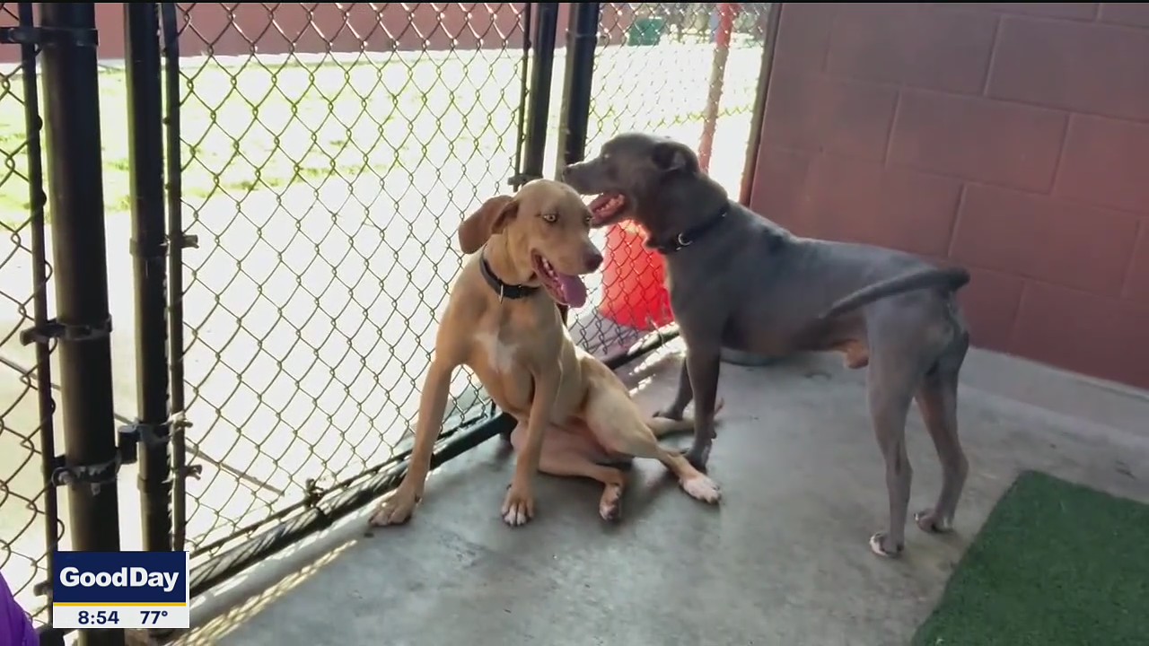 Dog of the Day: Frasier and Lillith