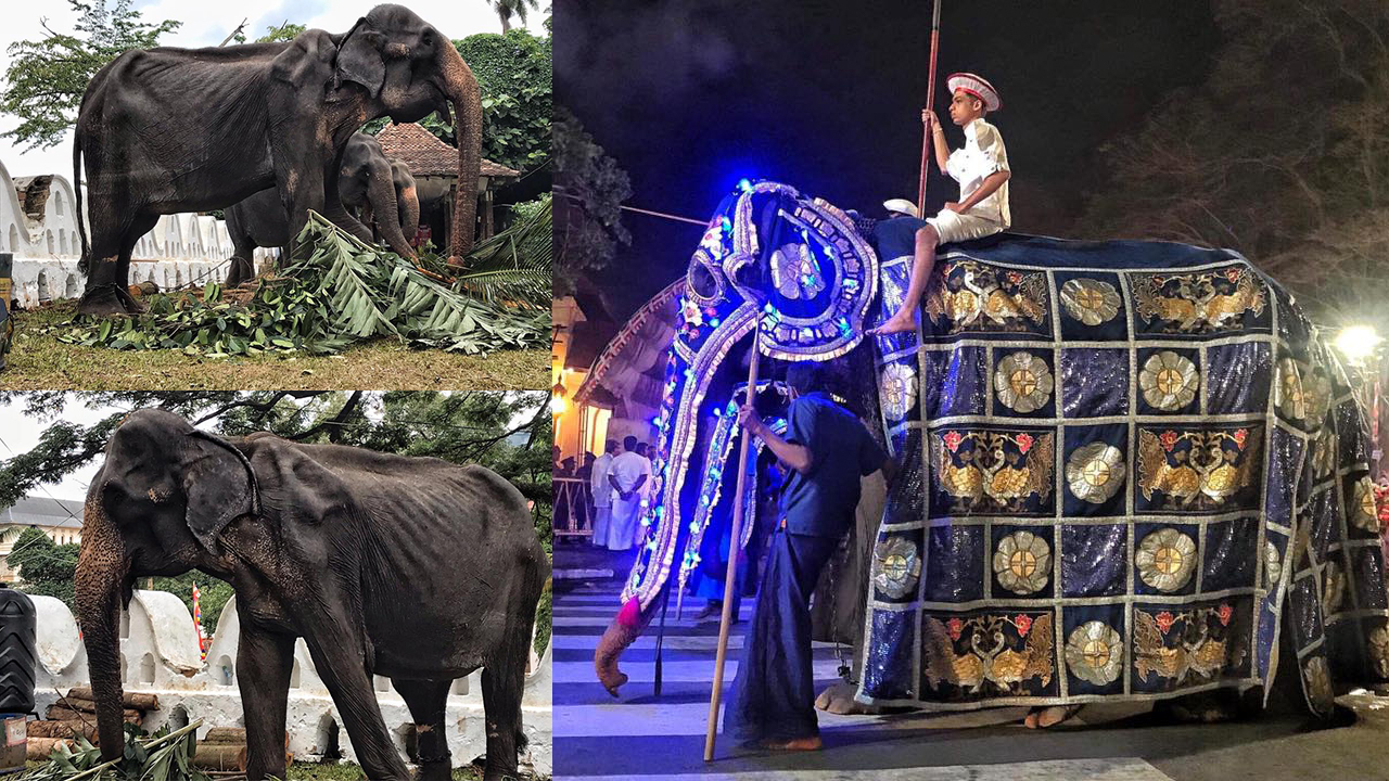 Photos of emaciated 70-year-old elephant forced to 'work' festival spark international outrage