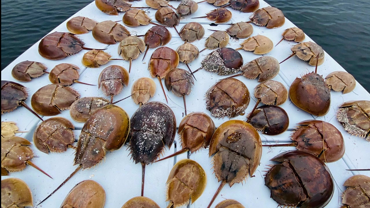 Boater finds beach filled with dead horseshoe crabs