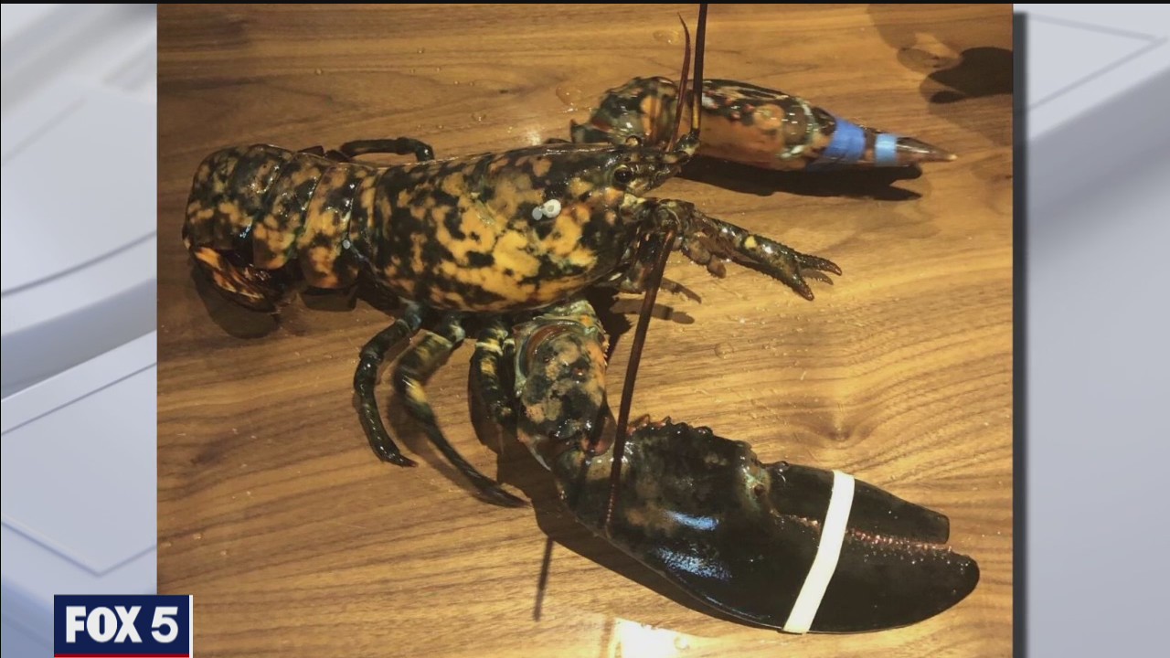 Rare lobster saved from being dinner at Red Lobster: 'One in every 30 million'