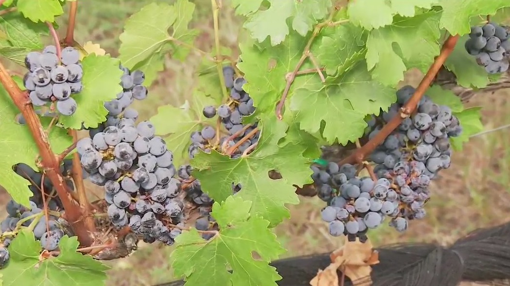 First step of Old World winemaking process at Kuhlman Cellars