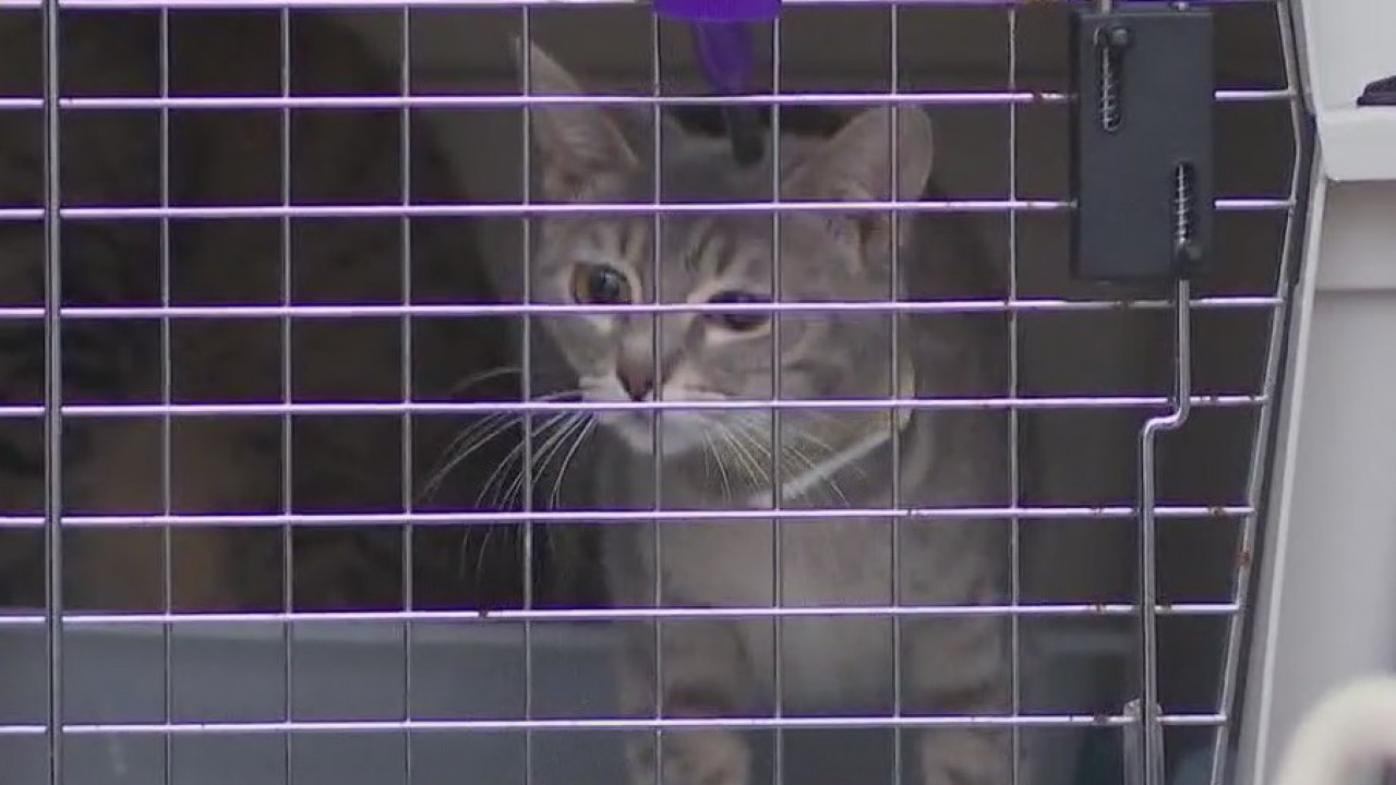 Austin Pets Alive! helps transport pets at-risk of euthanasia to Boston