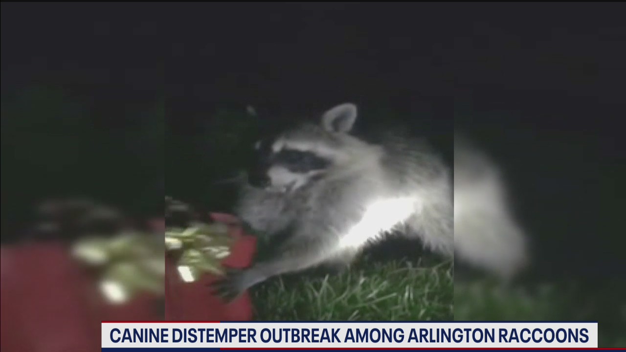 Raccoons confirmed for canine distemper in Arlington County