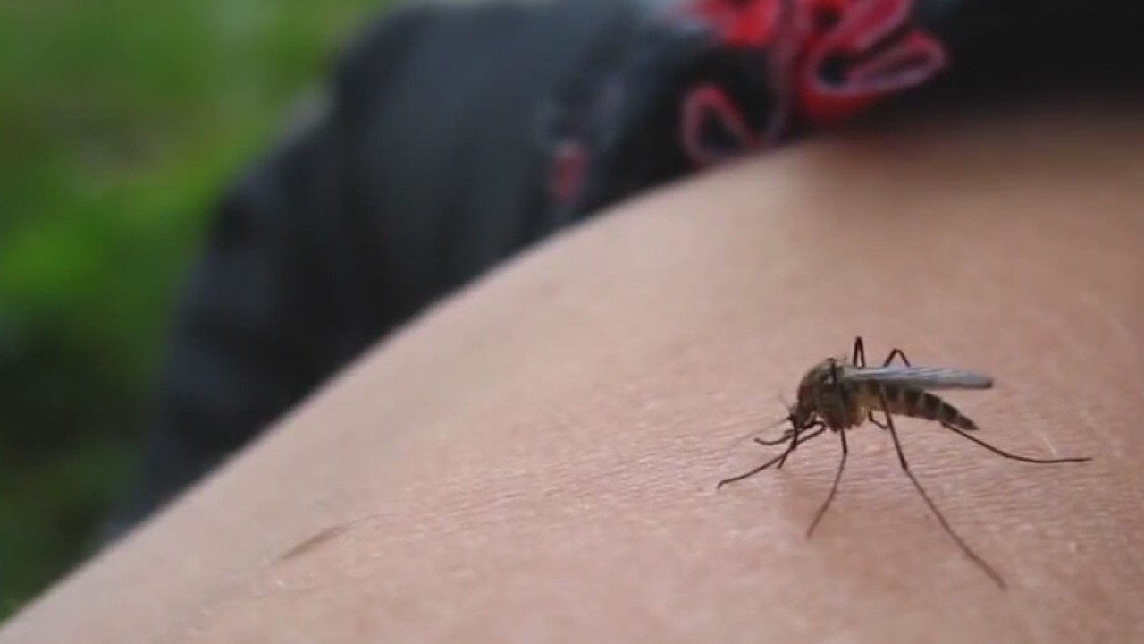 Probable human case of West Nile virus reported in Travis County