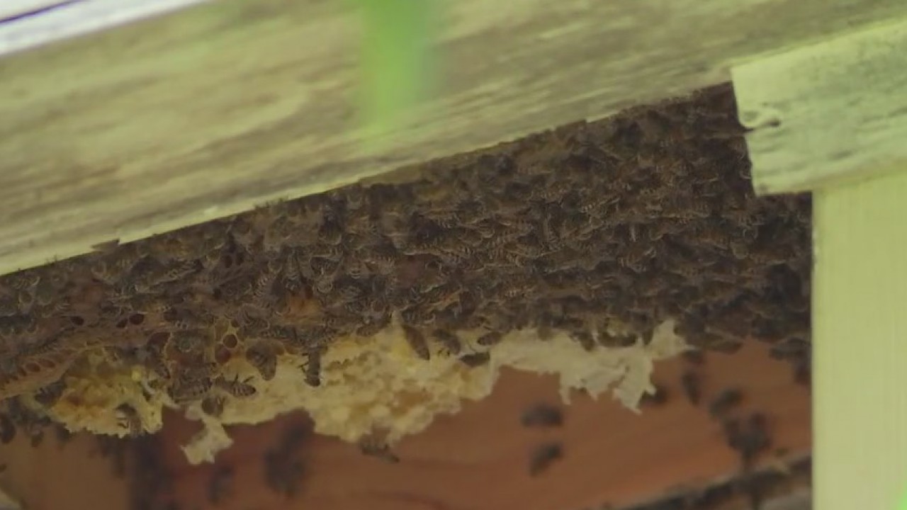 San Marcos man attacked by swarm of honey bees