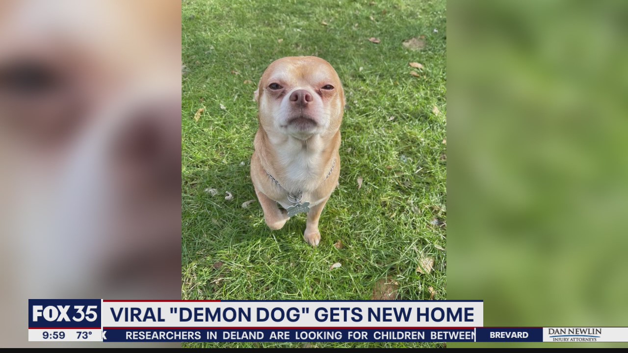 Viral 'demon dog' gets new home