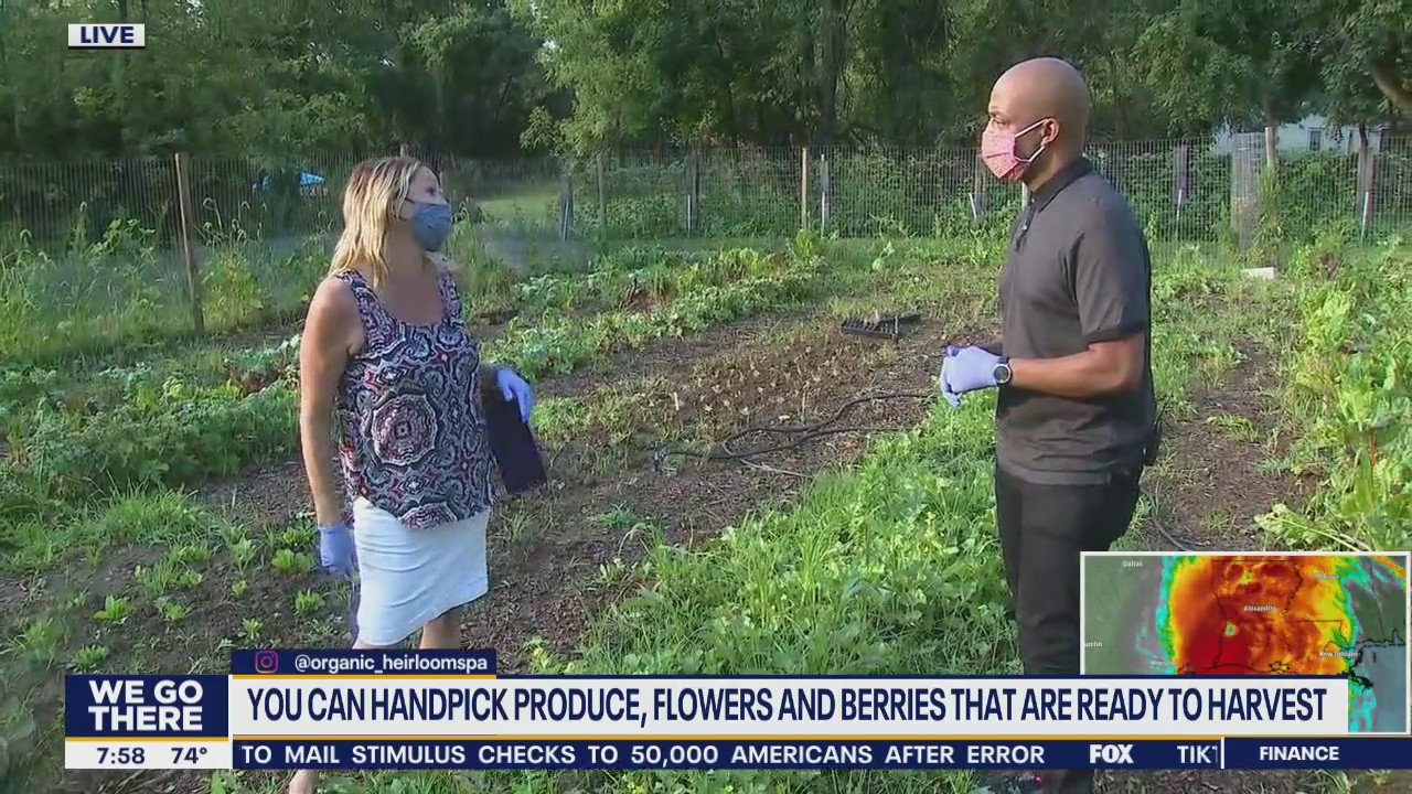 Montgomery County farm lets visitors pick their own organic veggies