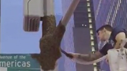 NYPD beekeeper removes 10,000 bees