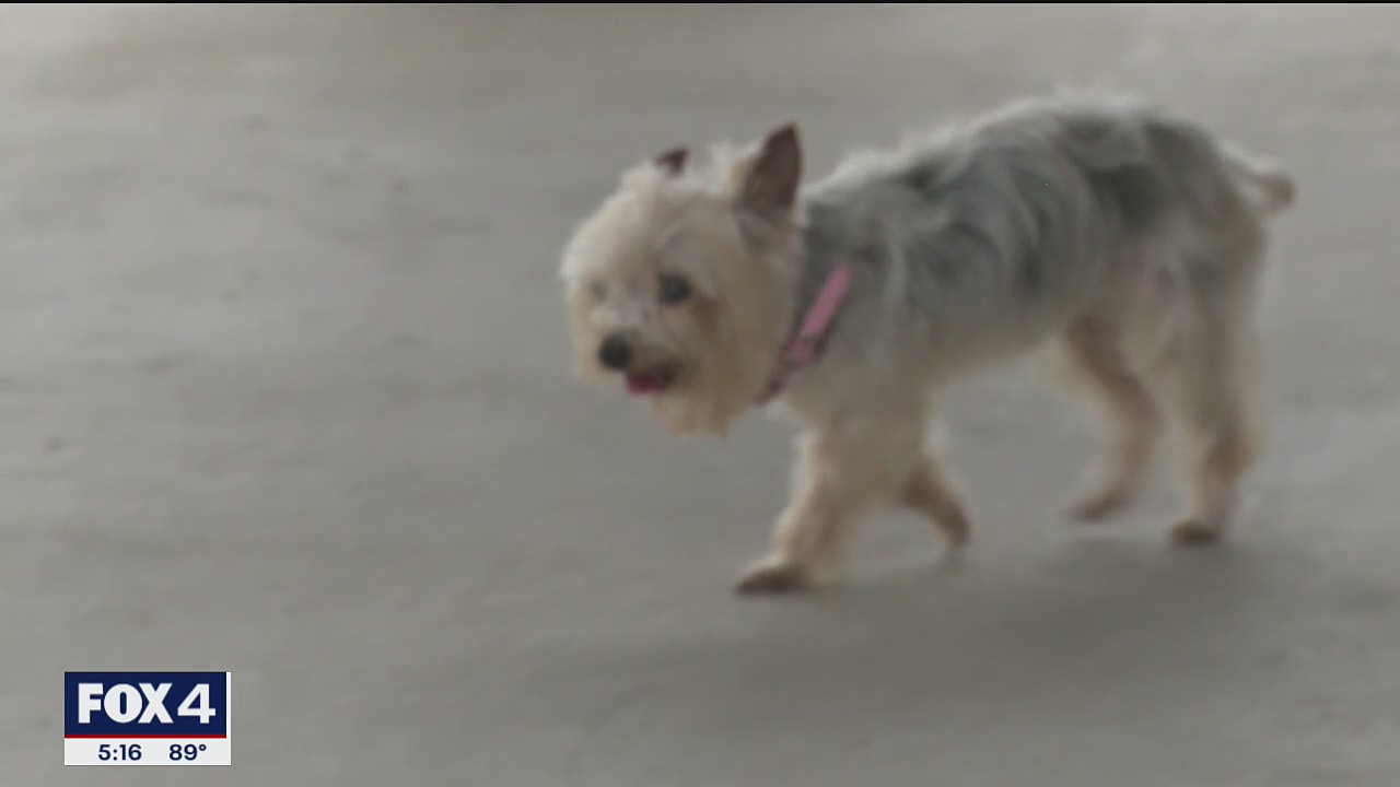 Greenville woman who helped reunite dog with owner pays it forward with reward money