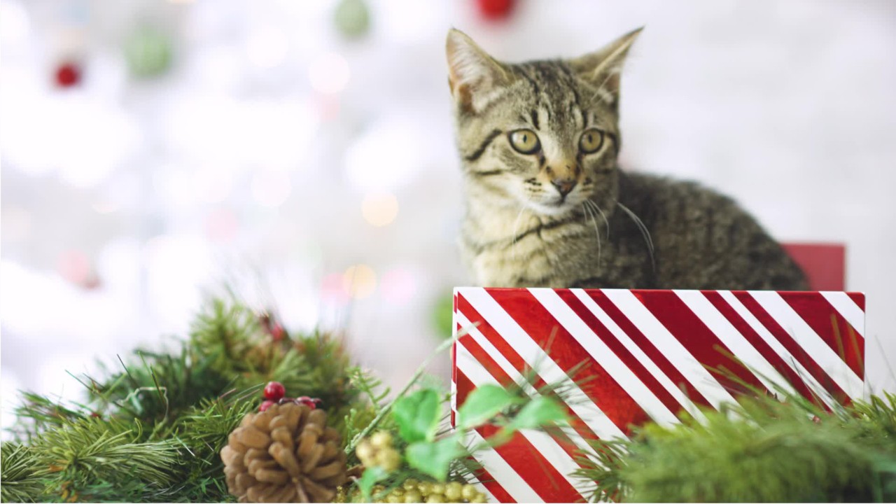 Shelters report increase in surrendered pets after holidays