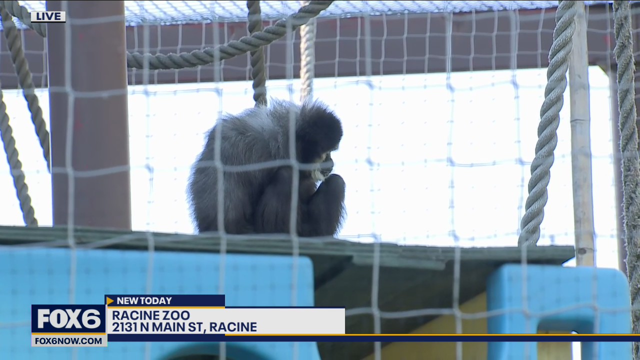 Did you know that the oldest known gibbon in North America lives in Wisconsin?