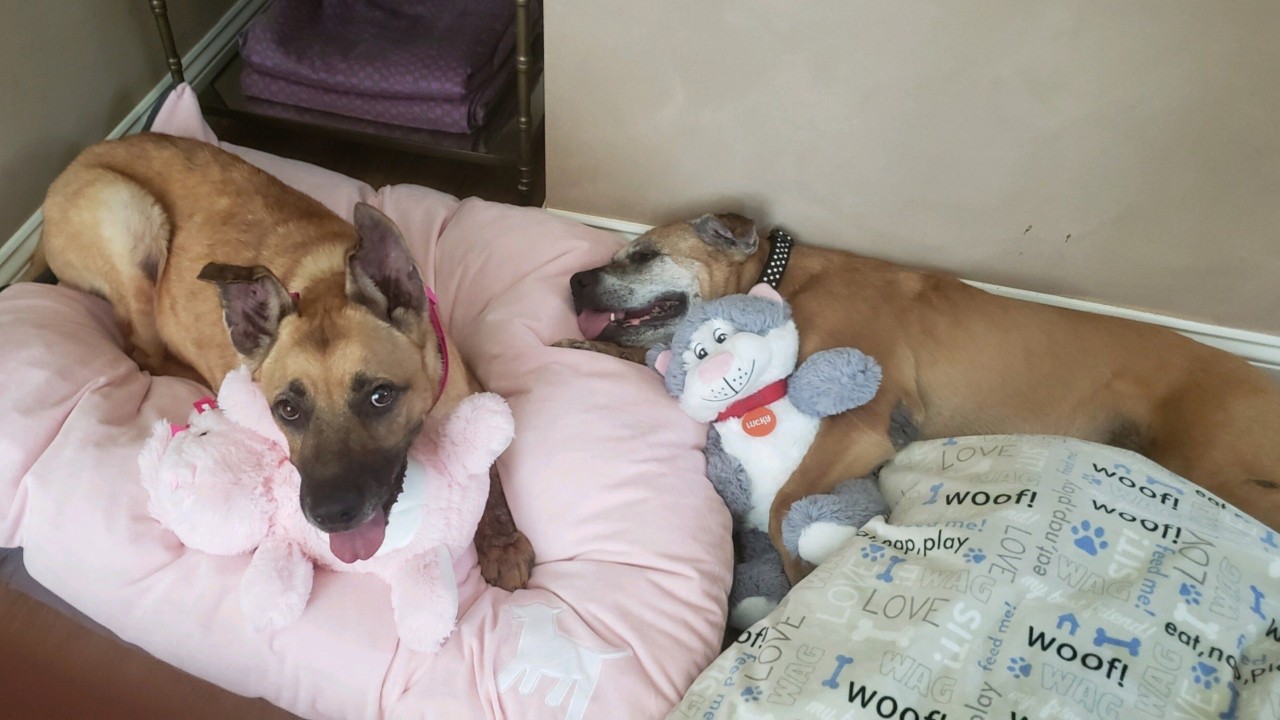 Woman walks into animal shelter asking for 2 dogs with the most special needs, then adopts them
