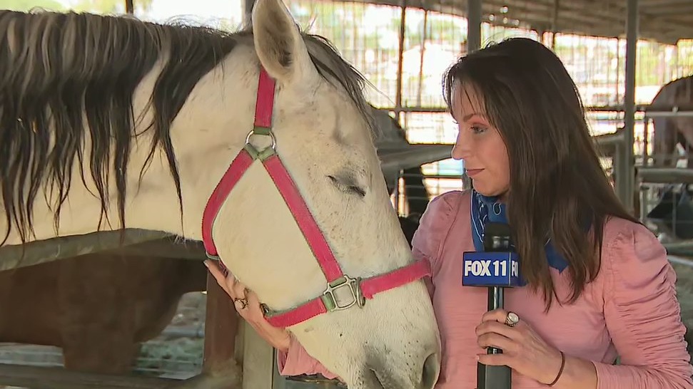 Horses injured in Ontario blast continuing on road to recovery