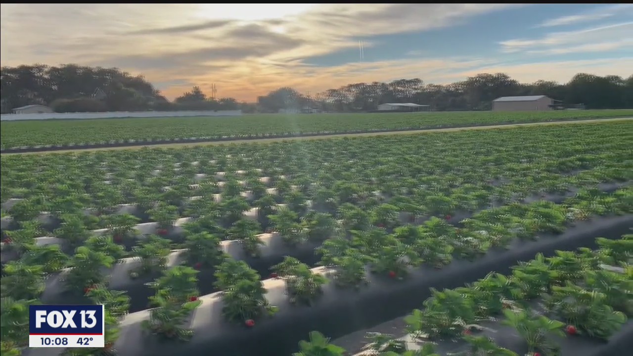 Strawberry crops at risk when temperatures get low