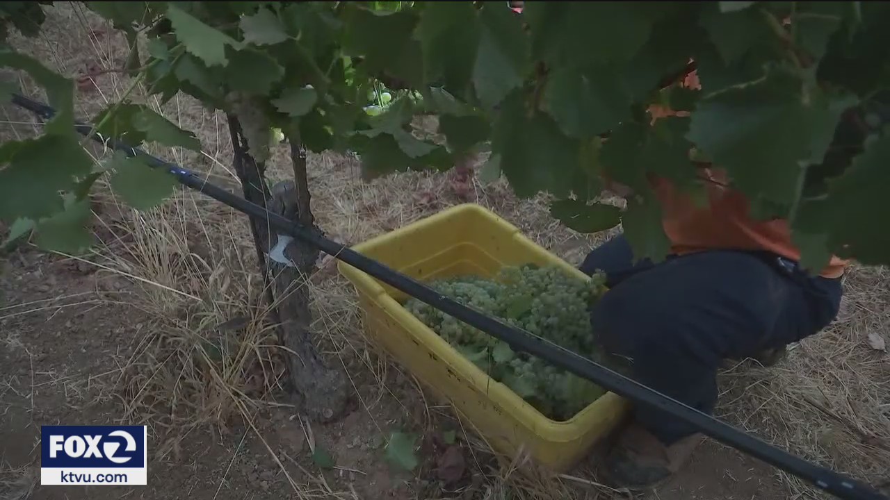 Making wine in Livermore