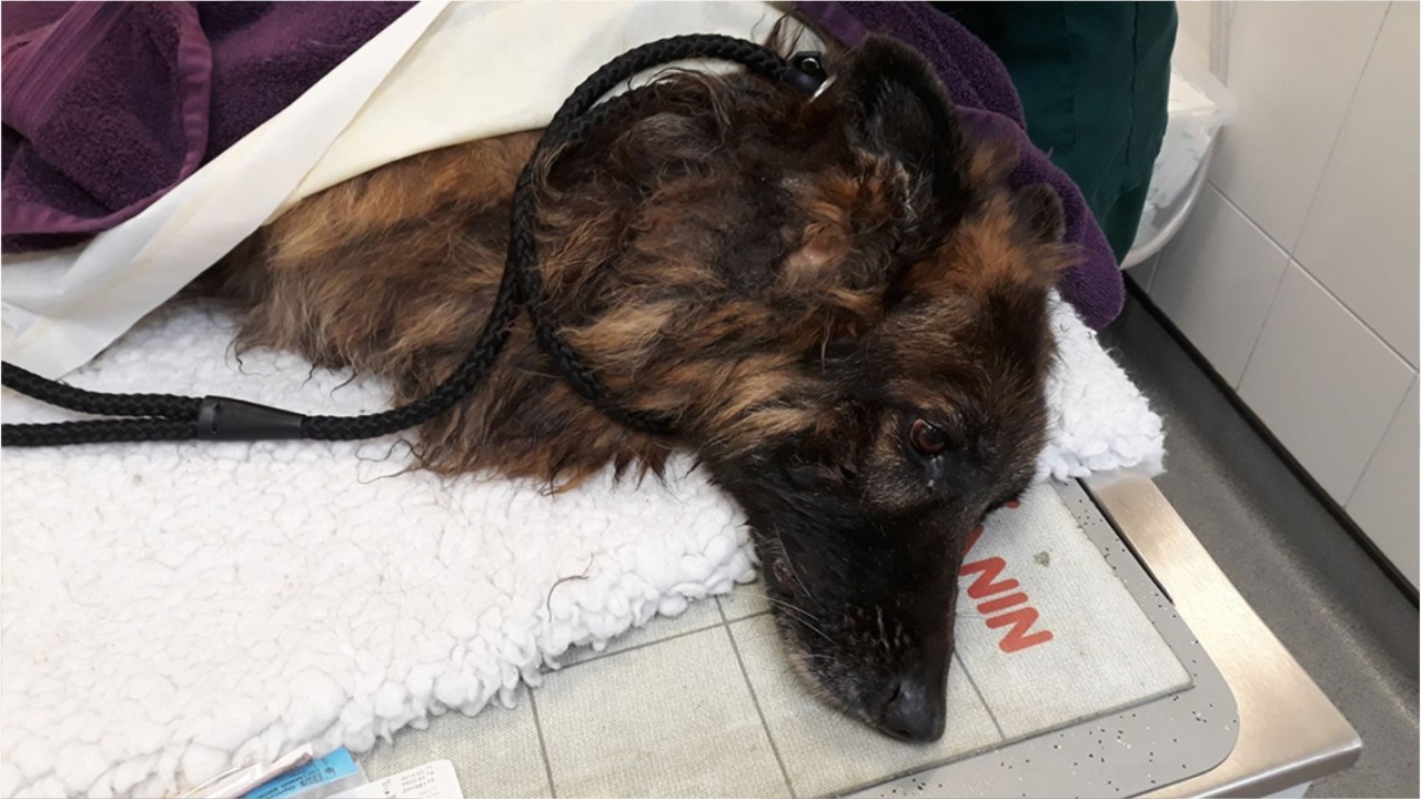Drowning dog tied to 'heavy rock' rescued from river in England
