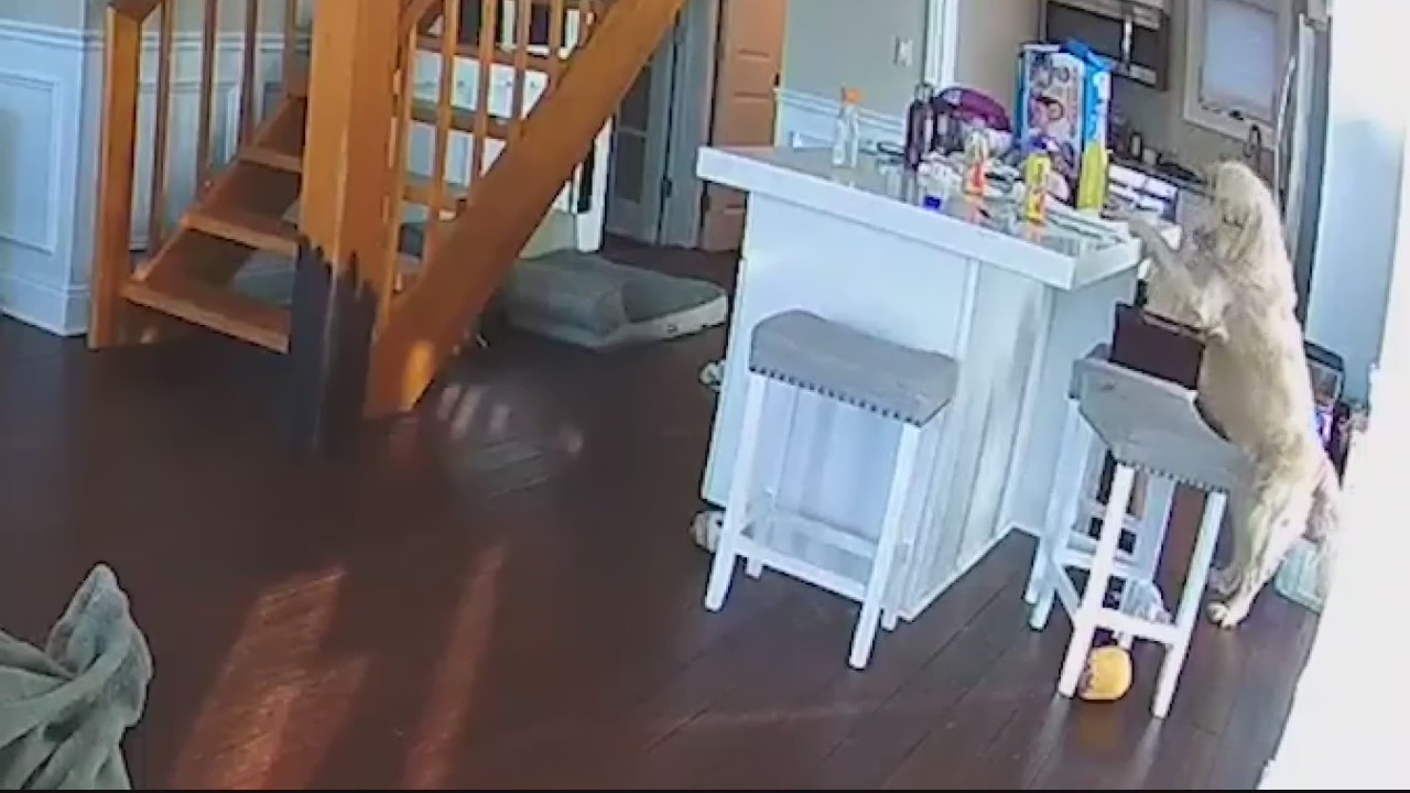 Dog starts house fire but ADT, first responders come to the rescue