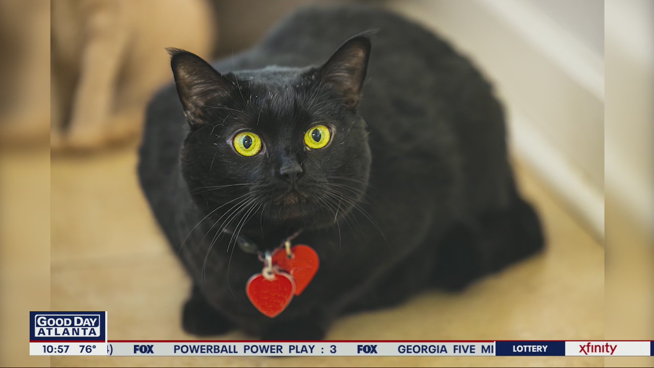 Pet of the Day