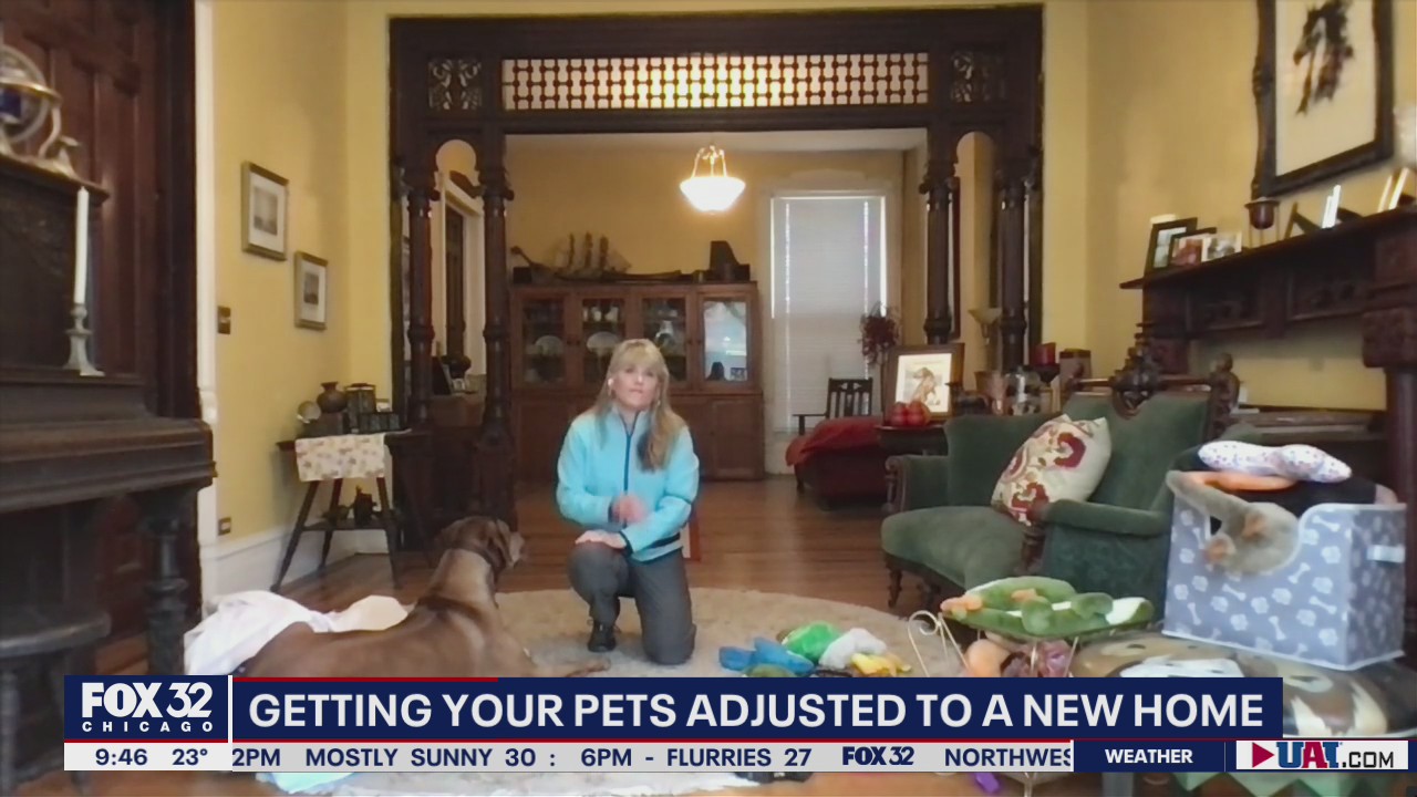 How to help your pets get adjusted to a new home